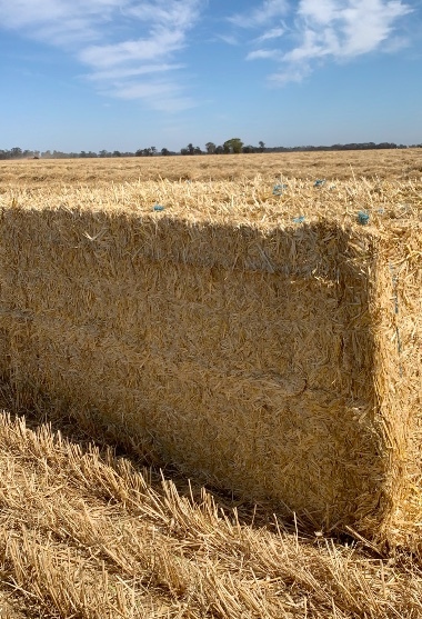 200mt Barley Straw 8x4x3 Bales