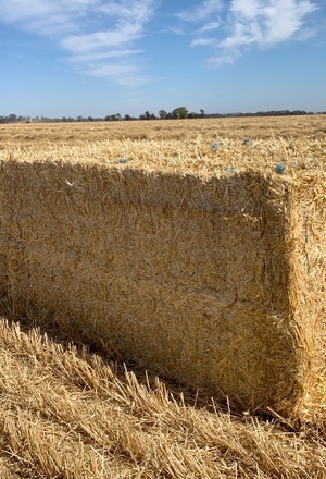 200mt Barley Straw 8x4x3 Bales