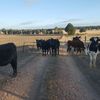 Heifers and bull