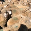 Dorset First X 1st BL Merino Ewe Lambs