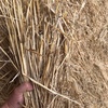 Windrowed Barley  Straw for sale in 8x4x3’s - been through stripper front