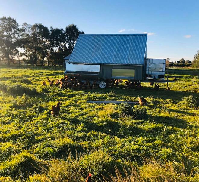 Free Range Pastured Egg Business 