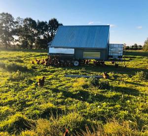 Free Range Pastured Egg Business 