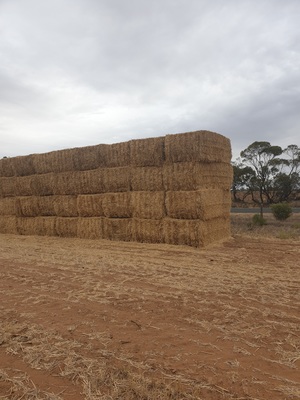 20 x wheaten straw header trailed 8x4x3 bales