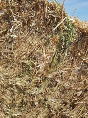 200mt Oaten Hay 550-600kg 8x4x3 Bales