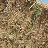 200mt Oaten Hay 550-600kg 8x4x3 Bales 