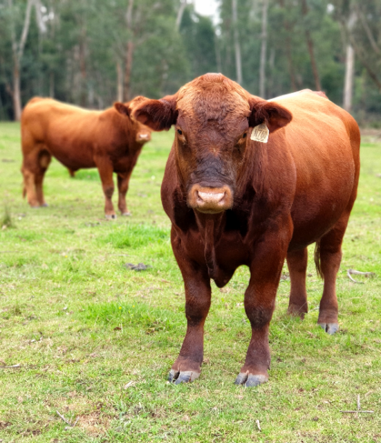 Red Composite PARINGA Stabilizer Bull for Rental or Sale 