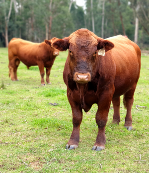 Red Composite PARINGA Stabilizer Bull for Rental or Sale 