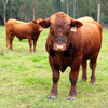 Red Composite PARINGA Stabilizer Bull for Rental or Sale 