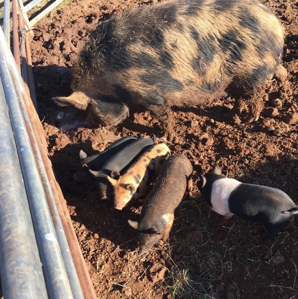 PIGLETS FOR SALE