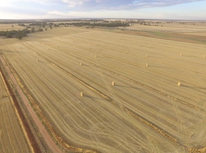 Windrowed wheaten straw 