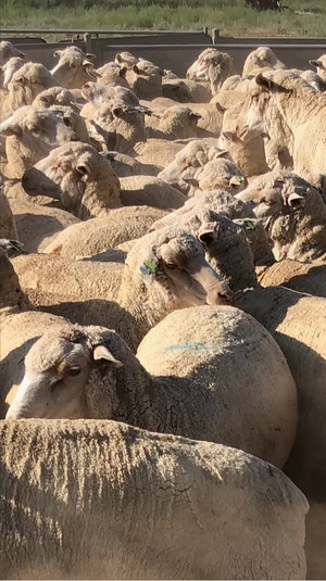 150 x 3.5 - 4Yr Old Merino Ewe's For Sale - Been Weighed this morning