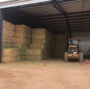 Wheaten Hay