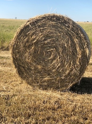 110 x Wheat & Rye Grass 5x4 Bales