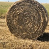 110 x Wheat & Rye Grass 5x4 Bales