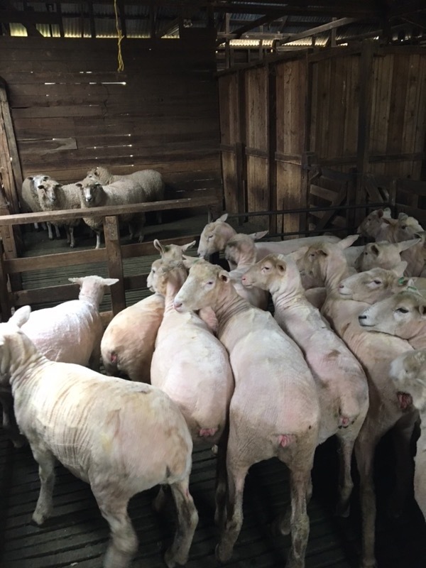 154 composite ewe lambs 12 months old