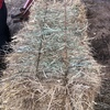 small square grass hay 