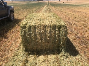 WHEAT HAY 