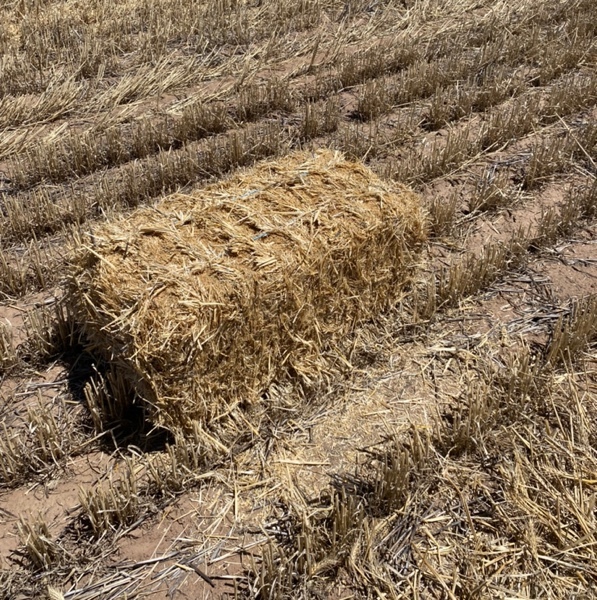 Wheat Straw 