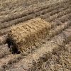 Wheat Straw 