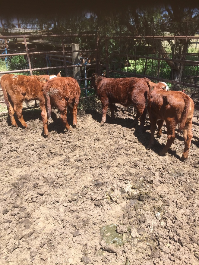 4 Red Poll Cows with Calves at foot