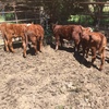 4 Red Poll Cows with Calves at foot