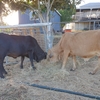 Angus X Boran 
