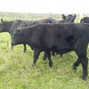 Angus Steers & Heifers
