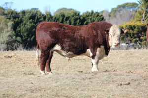 Poll Hereford registered stud bull