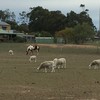 Wiltapole Ewes 