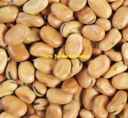 50-60 m/t Faba Beans 