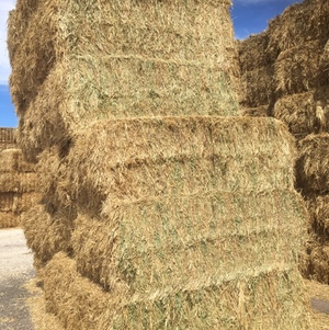 Oaten Hay