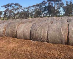 250 Rolls of 2016 Vetch Hay 