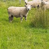 Southdown Rams x 8