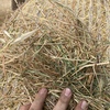 Rye/Clover & Turnip Hay 5x4