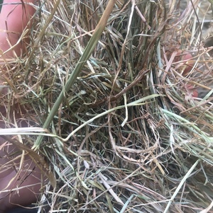 Horse quality pasture hay