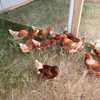 Lohmann Brown Chickens