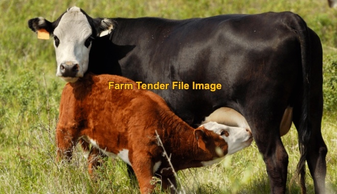 WANTED Beef Breed Cows 