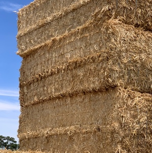 350tonnes New Seasons Wheat Straw