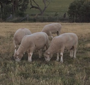 Poll Dorset Flock Rams - Stud Dorset Rams