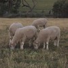 Poll Dorset Flock Rams - Stud Dorset Rams