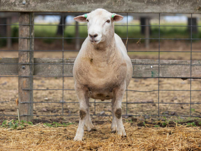 Under Auction - Lot 30 Highlander Ram 190193 (DLE Ram Auction A100 - 10th Sept via Auctionsplus) 