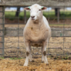 Under Auction - Lot 30 Highlander Ram 190193 (DLE Ram Auction A100 - 10th Sept via Auctionsplus) 