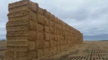  Header Trail Barley Straw West Minster - 100 - 8x4x3 Bales - Sold By the Ton - 550 Kg +