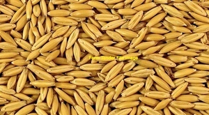 Winteroo Oats - 2017 Season