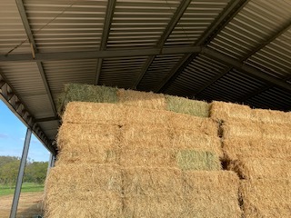 Lucerne & Teff / Lucerne Mix Small Squares