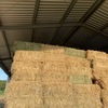 Lucerne & Teff / Lucerne Mix Small Squares