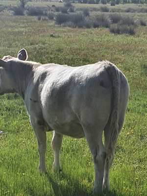 Murray Gray Heifer open to reasonable offers 