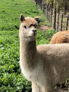 Excellent herd guard alpaca pair of young wethers