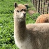 Excellent herd guard alpaca pair of young wethers